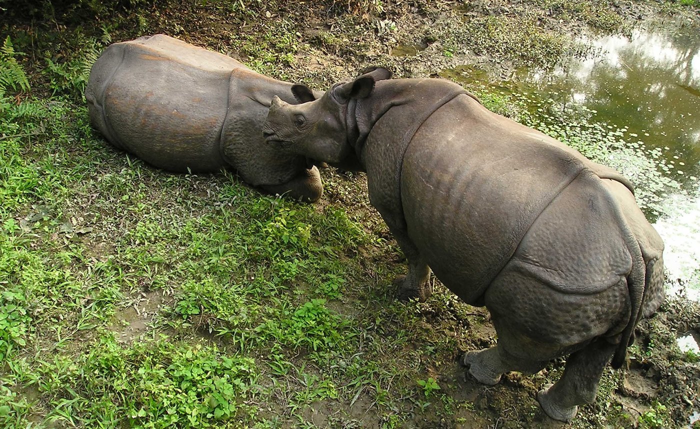 One horn Rhino, Chitwan National Park, Bodhi Holidays
